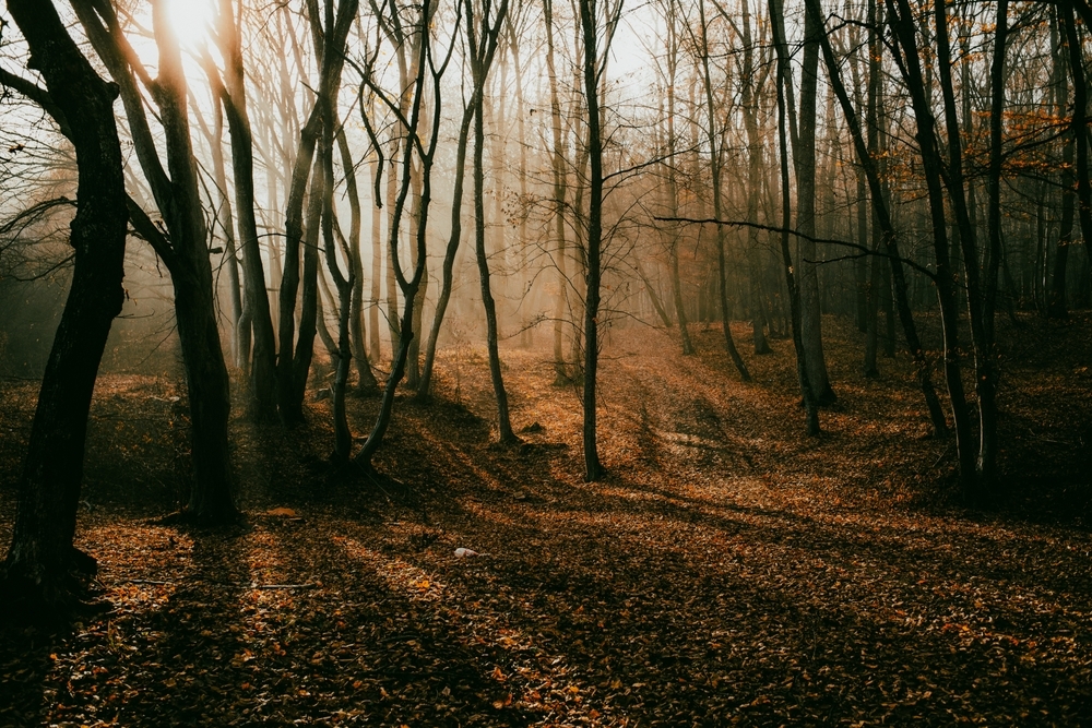 Stemningsbillede af skovområde ved Botilbudet Lindholm